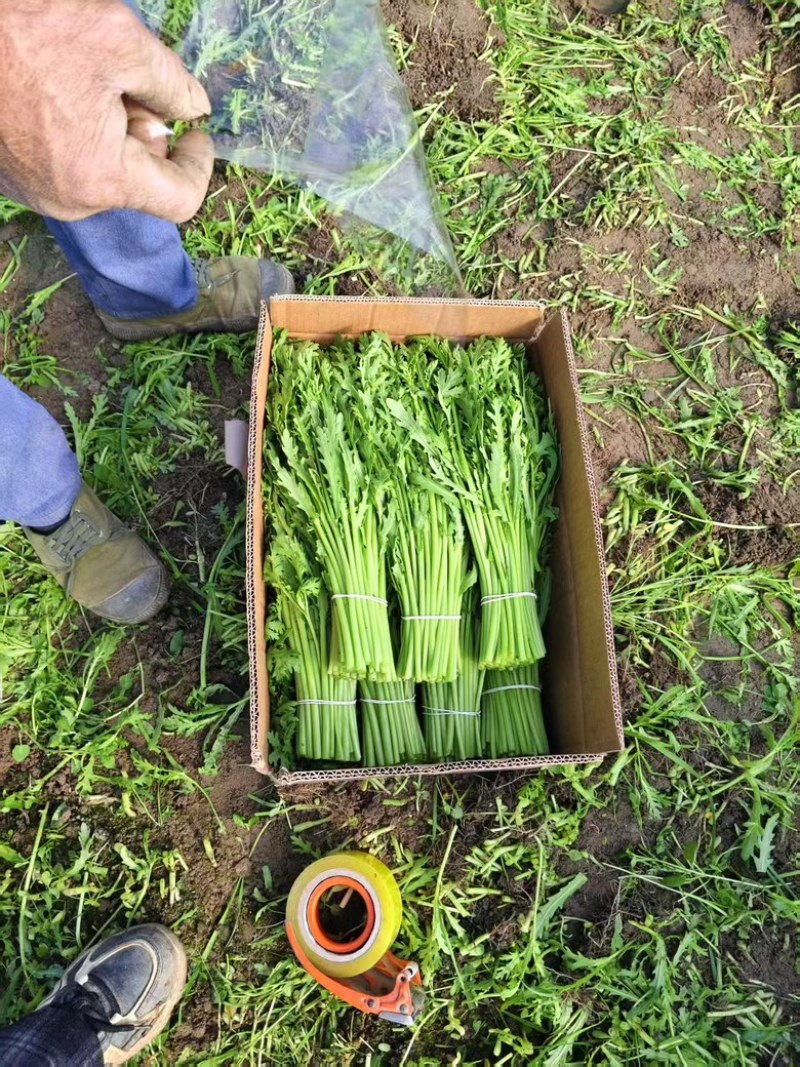 茼蒿精品茼蒿新鲜现采基地直供品质保障