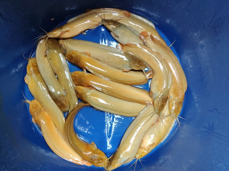 平均7两，有18000斤，有兴趣的可以来电质询