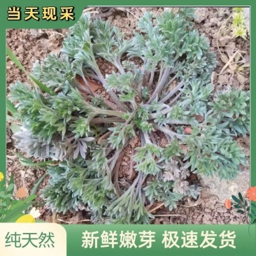 茵陈/产区直发/货源充足/欢迎选购/大量有货