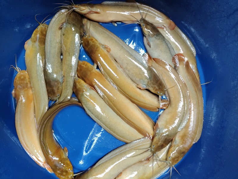 平均7两，有18000斤，有兴趣的可以联系