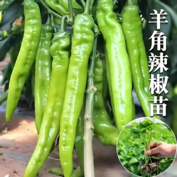 大洋椒苗，现货速发产量高成活率高欢迎选购