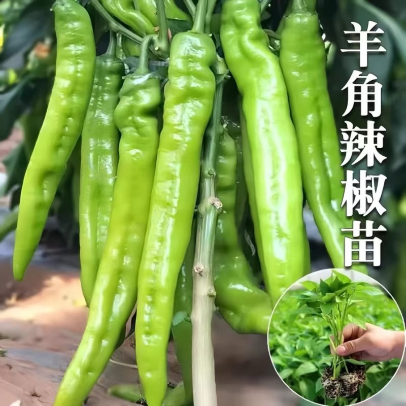 大洋椒苗，现货速发产量高成活率高欢迎选购