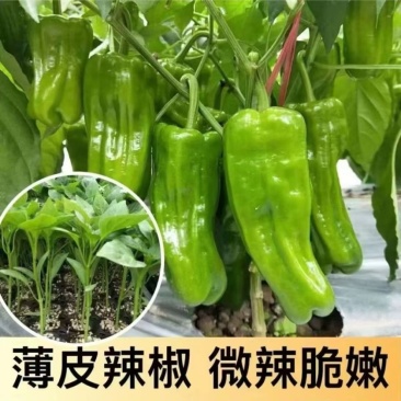 3号薄皮椒，现货速发，支持视频或线下看货欢迎老板选购