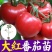 西红柿苗，大量现货速发，成活率高欢迎老板选购