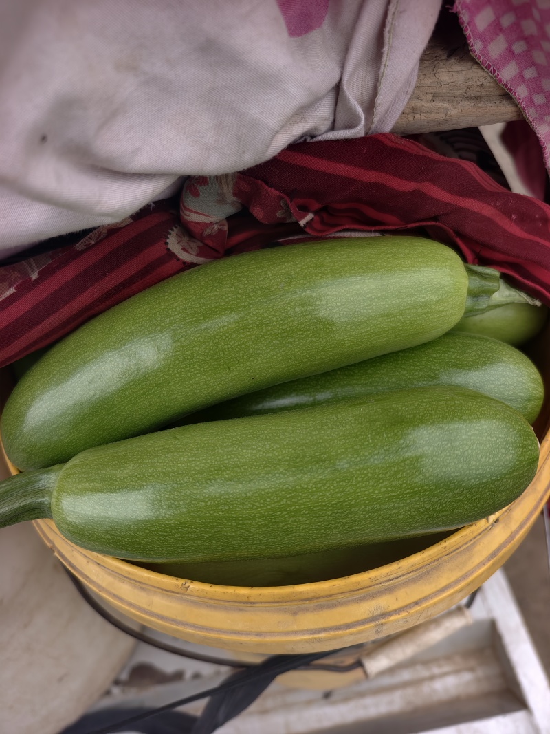 山东西葫芦精品西葫芦大量供应，产地直发，价格便宜