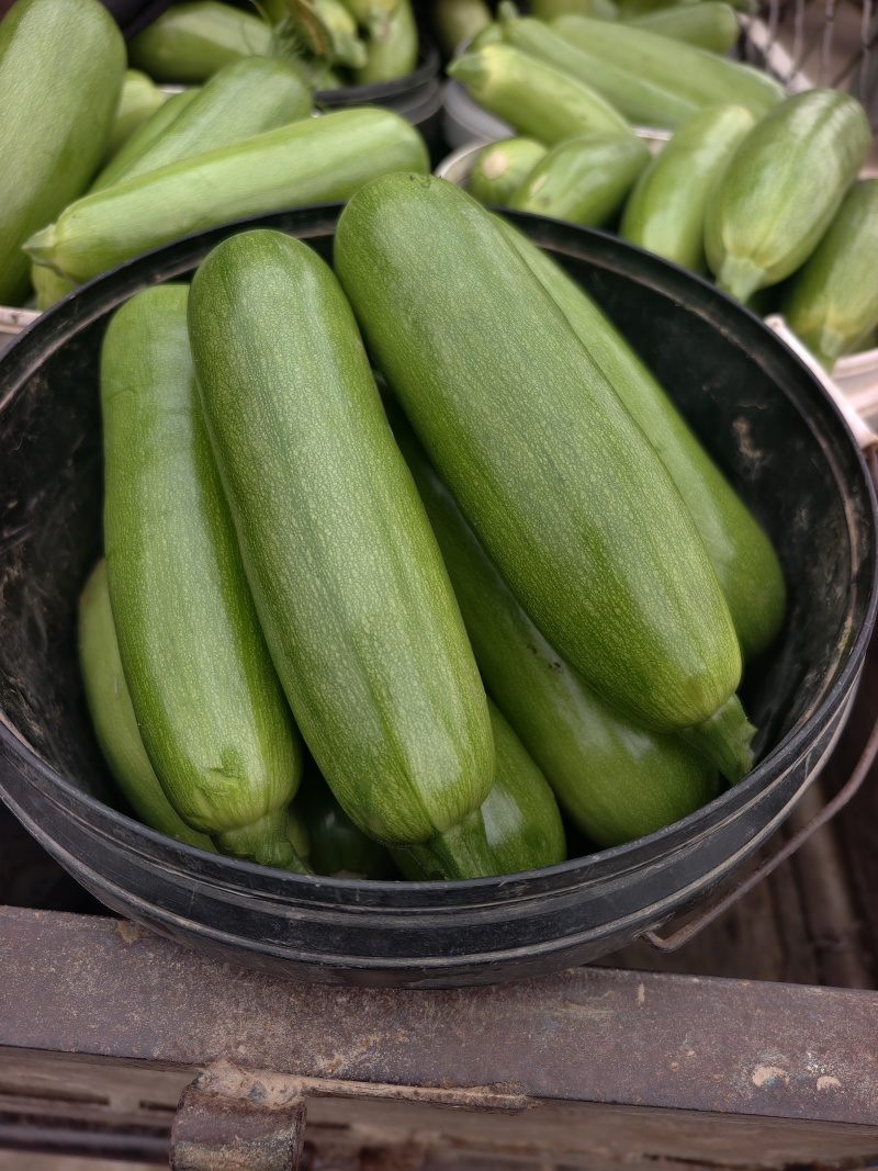 山东西葫芦精品西葫芦大量供应，产地直发，价格便宜