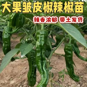 黑皱皮螺丝椒苗产量高，抗病虫，提供种植技术，需要