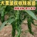 黑皱皮螺丝椒苗产量高，抗病虫，提供种植技术，需要