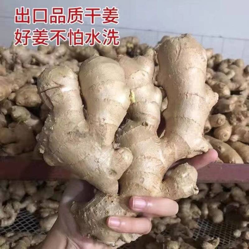 山东老姜/产地常年批发【烘干姜沙土姜】电商批发商超