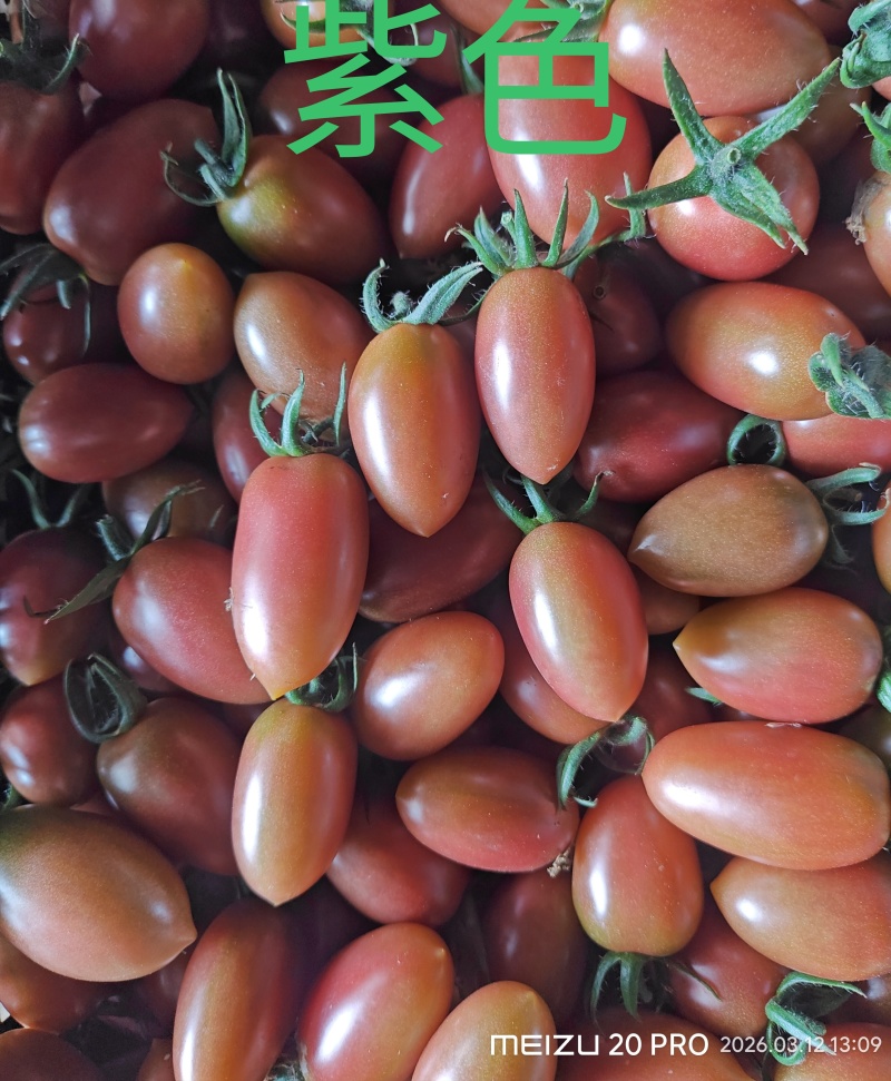 上海，各种颜色小番茄批发。