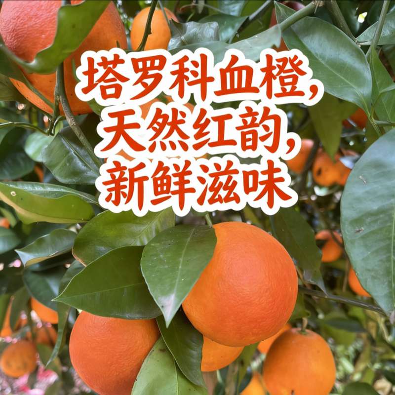 塔罗科血橙