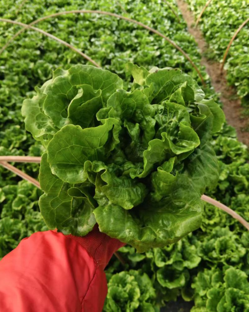 生菜意大利生菜新鲜现采基地直供品质保证