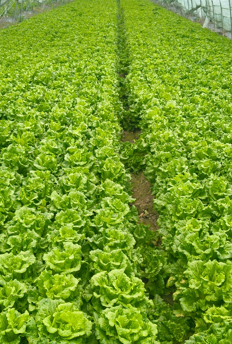 大棚生菜