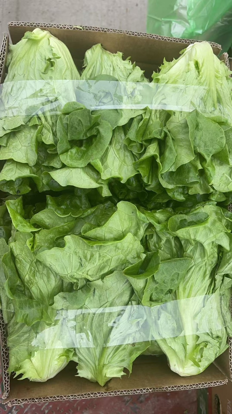 生菜意大利生菜新鲜现采基地直供品质保证