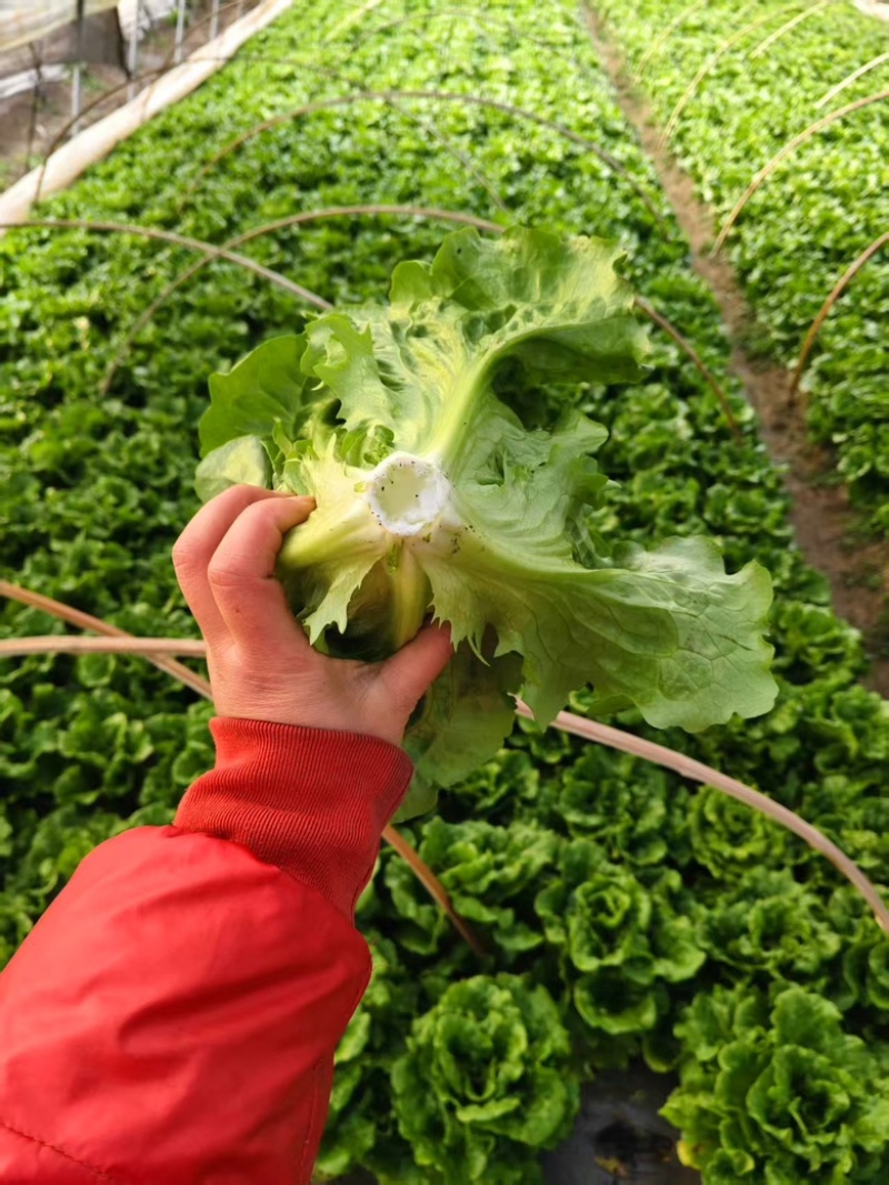生菜意大利生菜新鲜现采基地直供品质保证