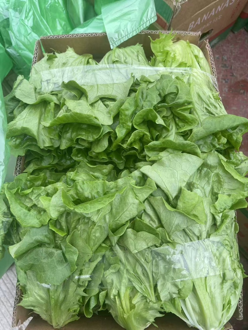 生菜意大利生菜新鲜现采基地直供品质保证