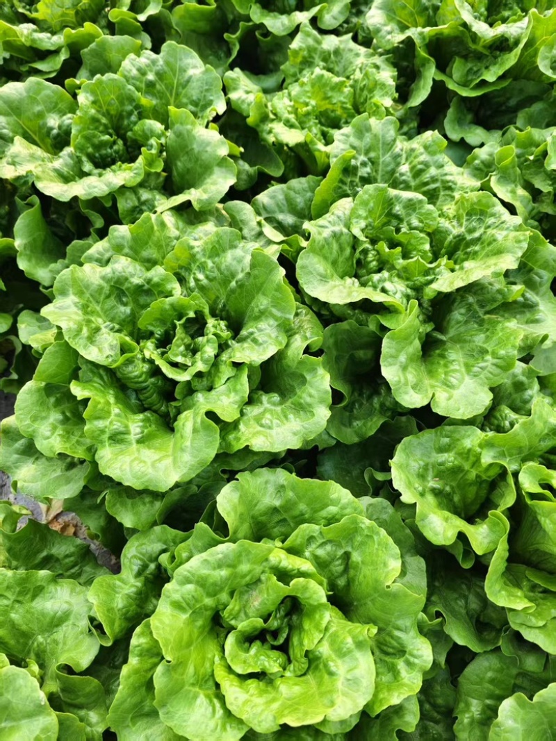 生菜意大利生菜新鲜现采基地直供品质保证
