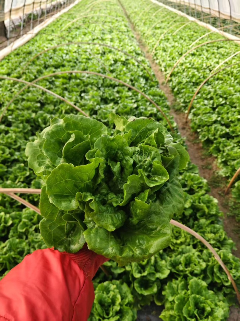 生菜意大利生菜新鲜现采基地直供品质保证