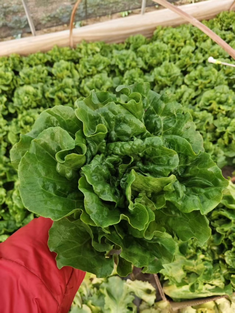 生菜意大利生菜新鲜现采基地直供品质保证