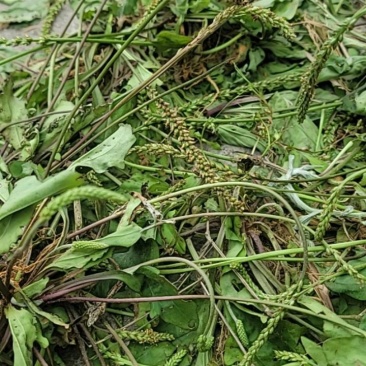 贵州纯野生车前草
