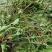 贵州纯野生车前草