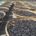黄精