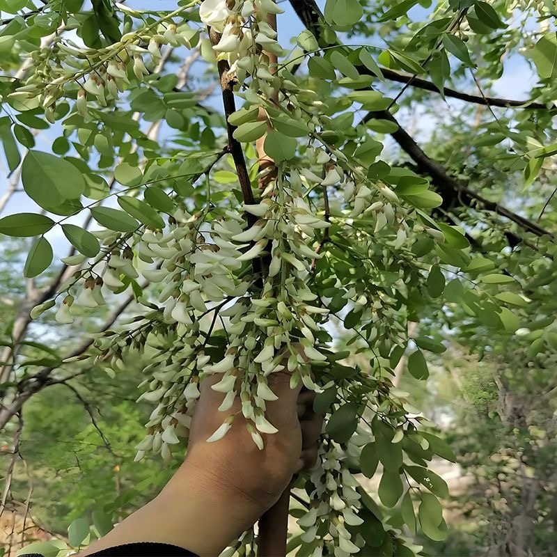 洋槐花/基地直发/货源充足/欢迎选购/大量现货