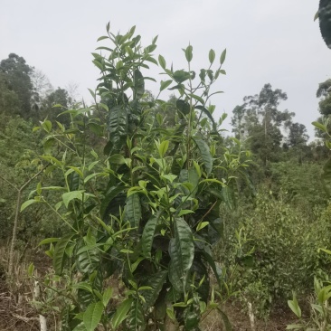 苦茶：甜茶：乔树