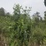 苦茶：甜茶：乔树