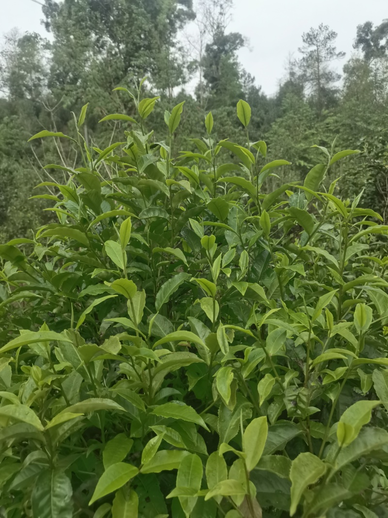苦茶：甜茶：乔树