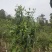 苦茶：甜茶：乔树
