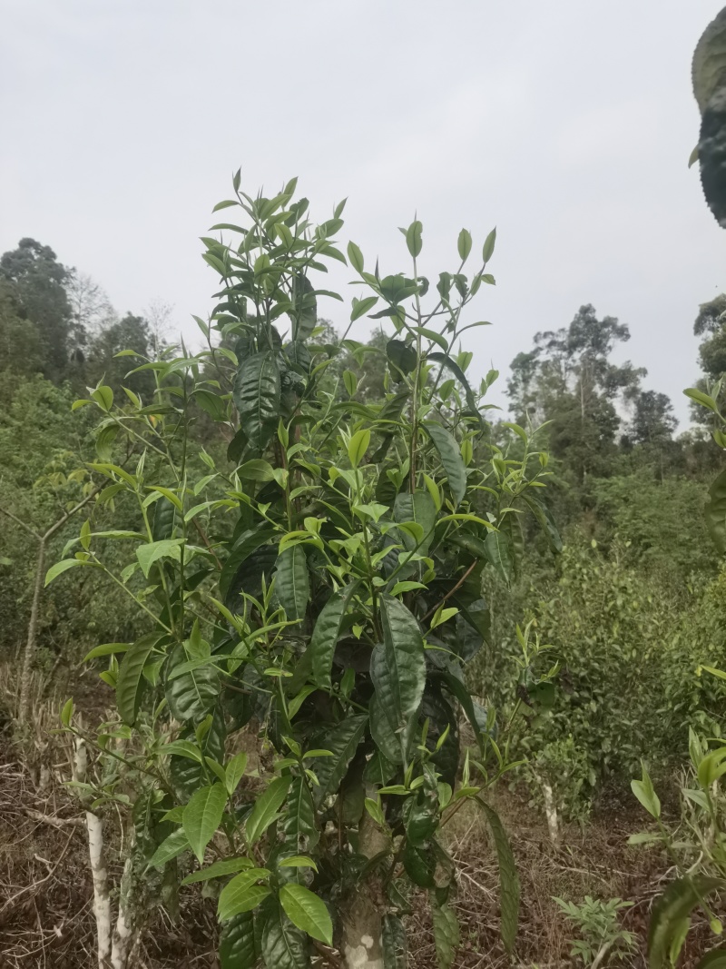 苦茶：甜茶：乔树