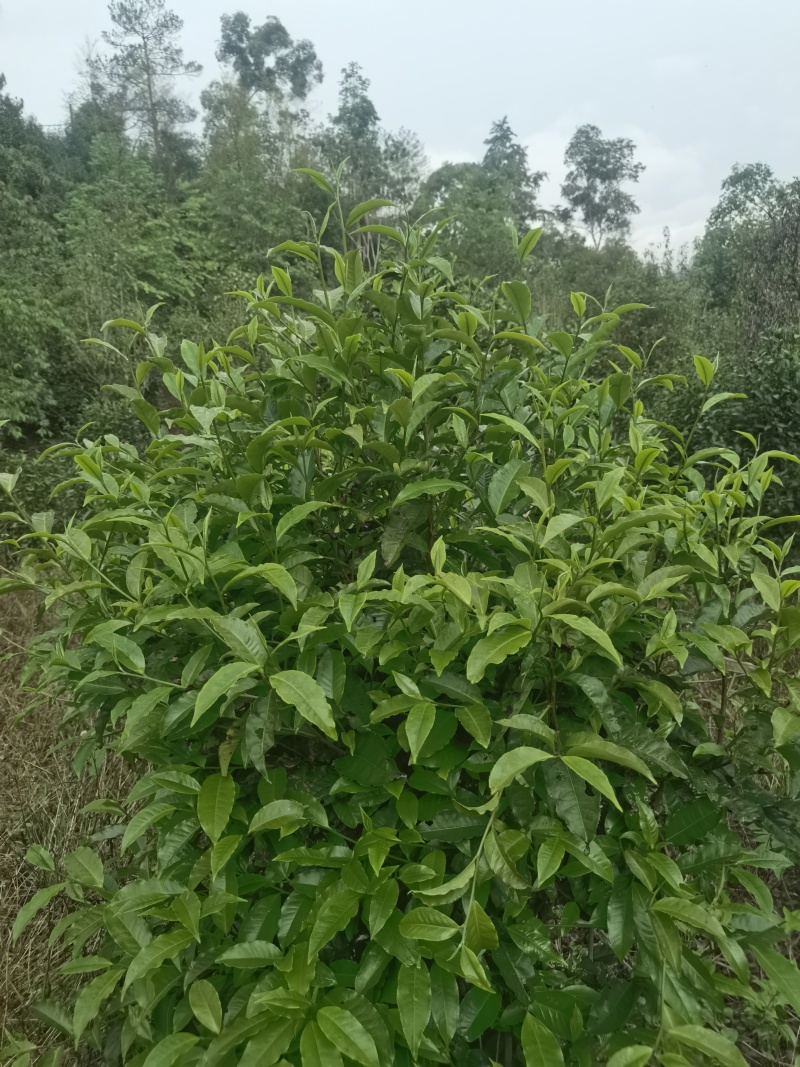 苦茶：甜茶：乔树