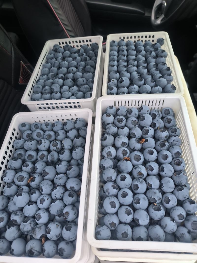 新鲜蓝莓F6优瑞卡花香L25L11产地直发