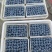新鲜蓝莓F6优瑞卡花香L25L11产地直发