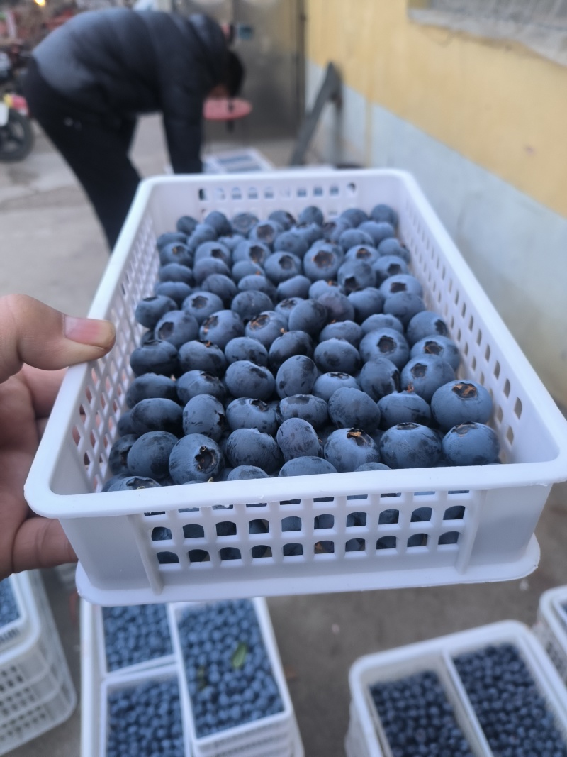 新鲜蓝莓F6优瑞卡花香L25L11产地直发