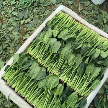 精品波菜