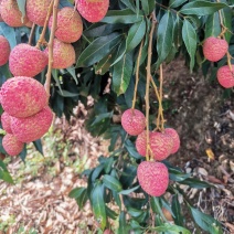 三月红荔枝