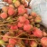 三月红荔枝
