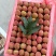 三月红荔枝