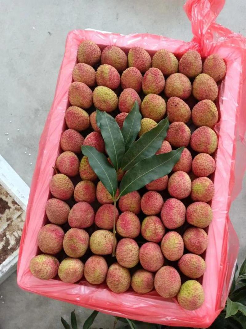 三月红荔枝