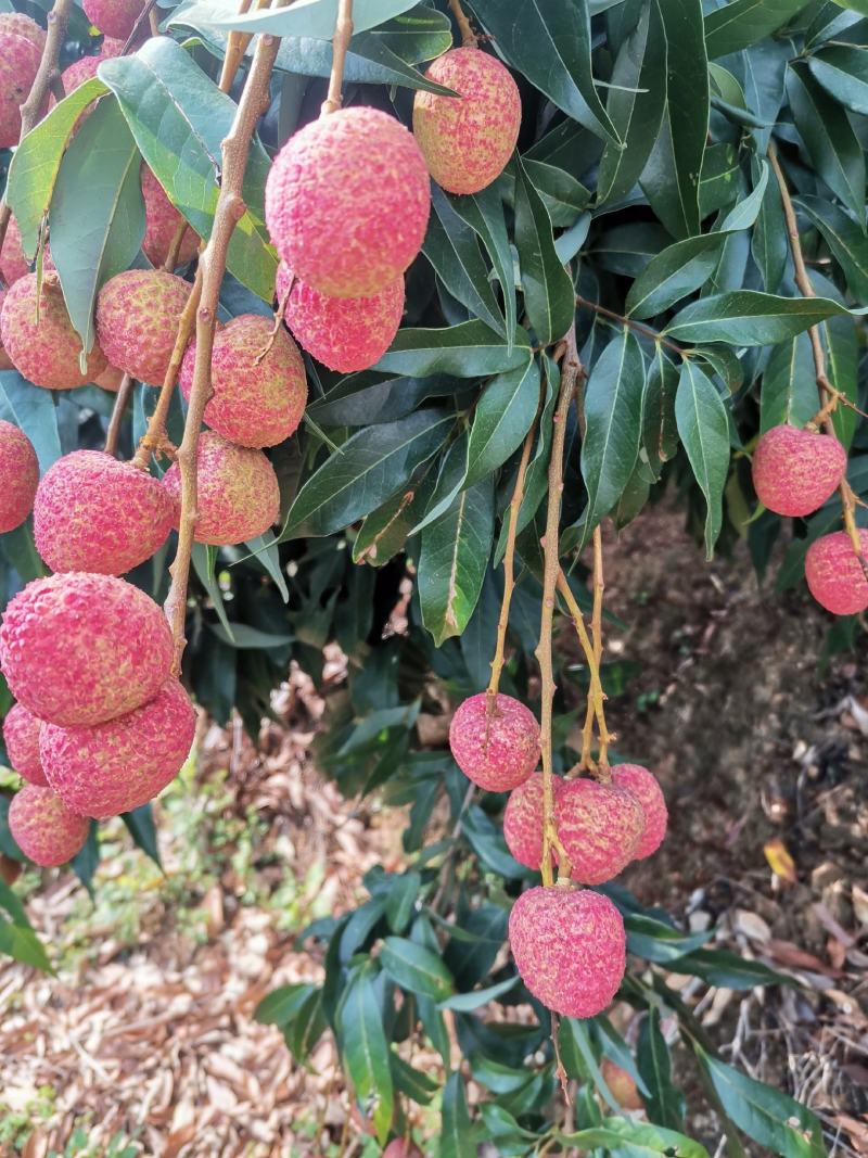 三月红荔枝