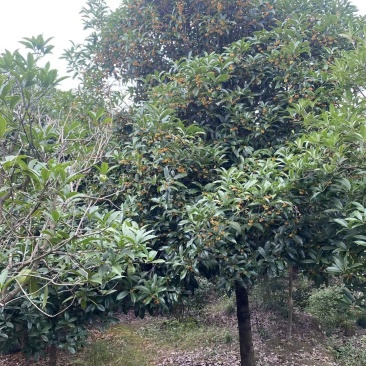 桂花5-15公分