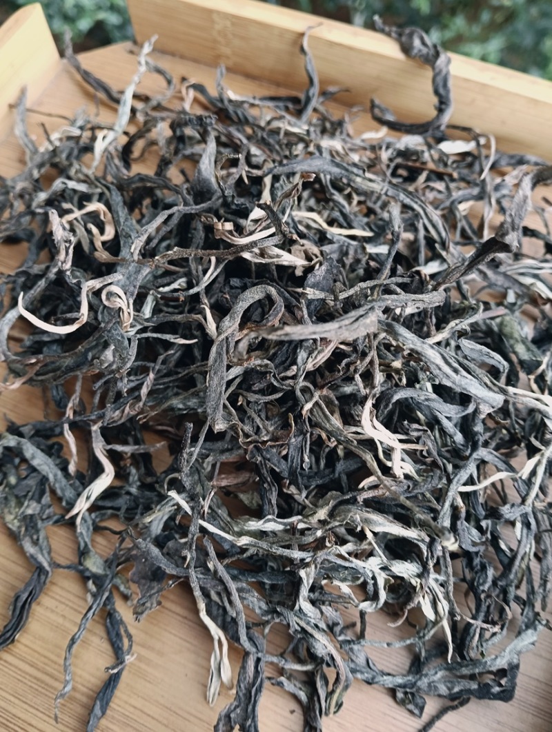 2026年景迈大树茶