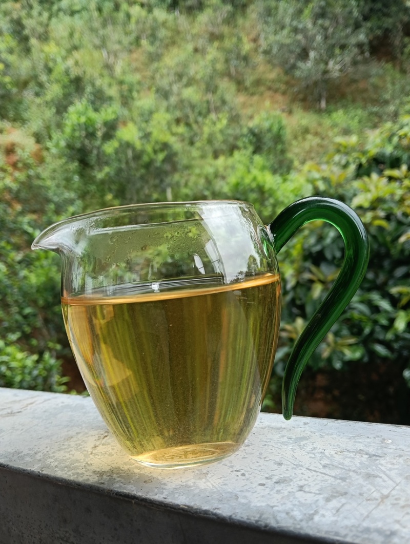 2026年景迈大树茶