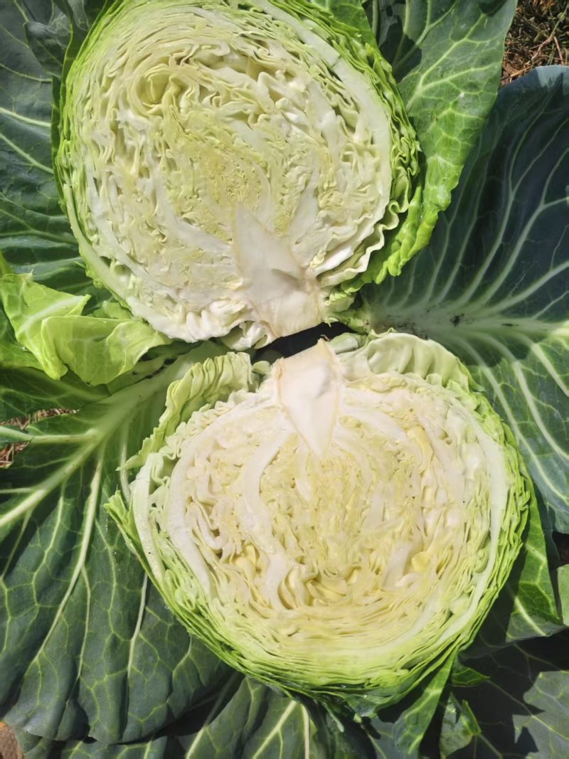 包菜，圆包菜，铁头