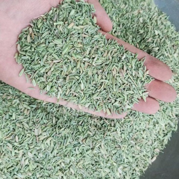 【特级】特绿小茴香可做香料可做种优质甘肃产地直供