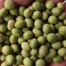 东北大颗粒双青豆