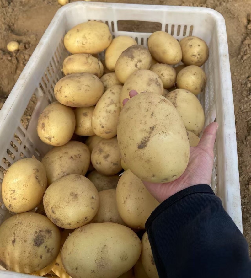 山东土豆批发（荷兰十五/沃土5/V7）黄皮黄心/全国发货