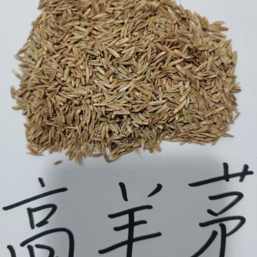 蓝标高羊茅，欧盟认证高品质草种，纯度与发芽率双高，出苗齐